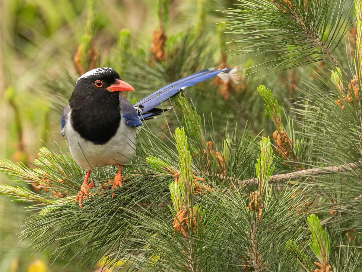 Red-billed Blue-Magpie - Garret Skead