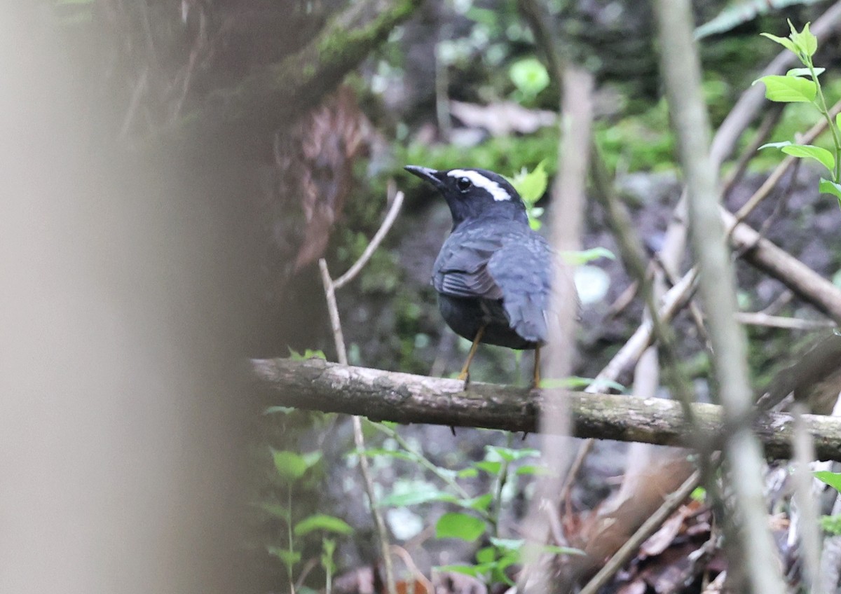 Siberian Thrush - 浙江 重要鸟讯汇整