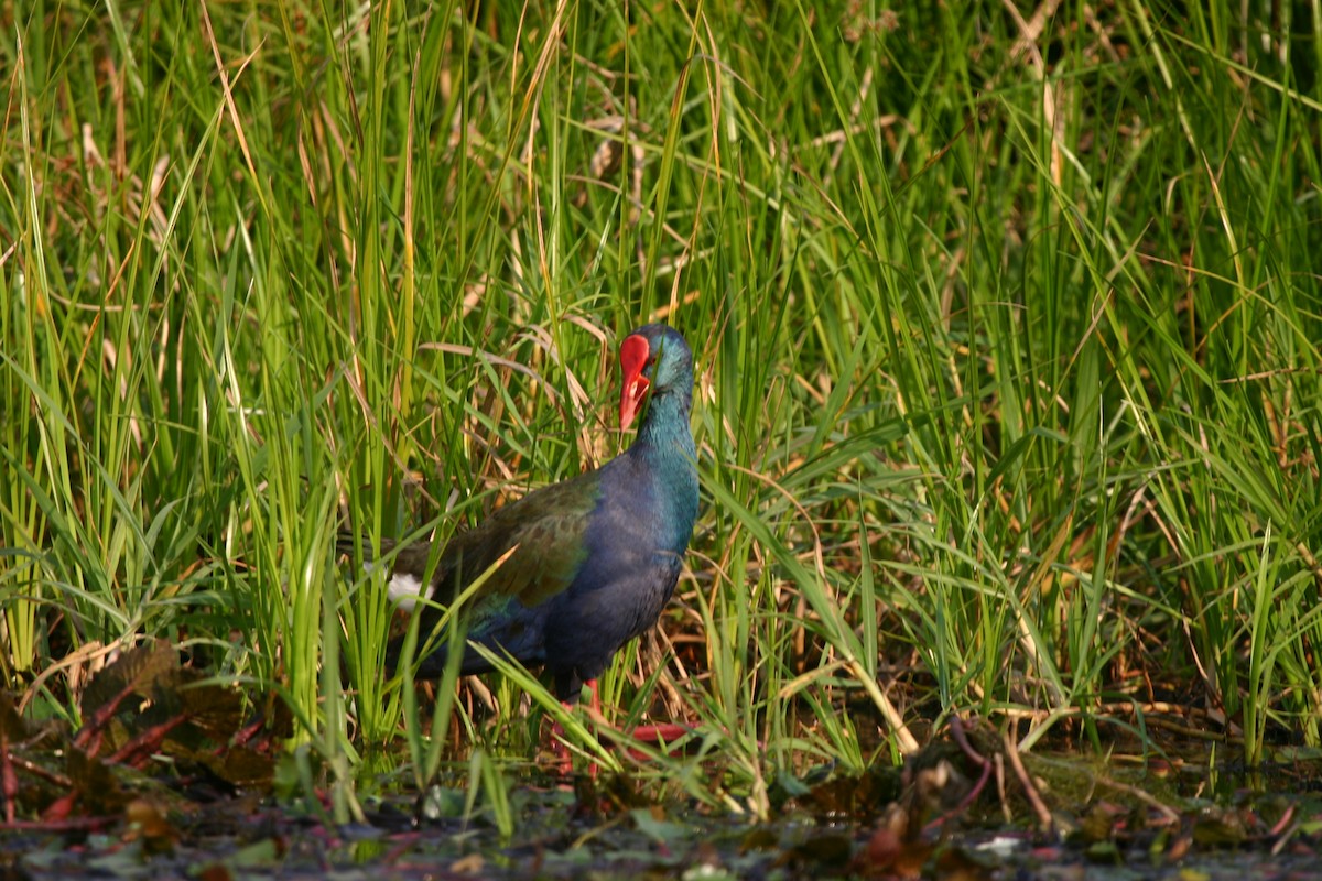 African Swamphen - ML619118784