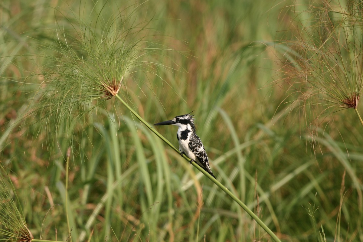 Pied Kingfisher - Roger Hurt