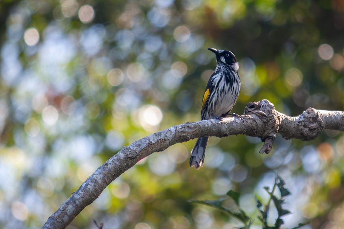 New Holland Honeyeater - ML619118800