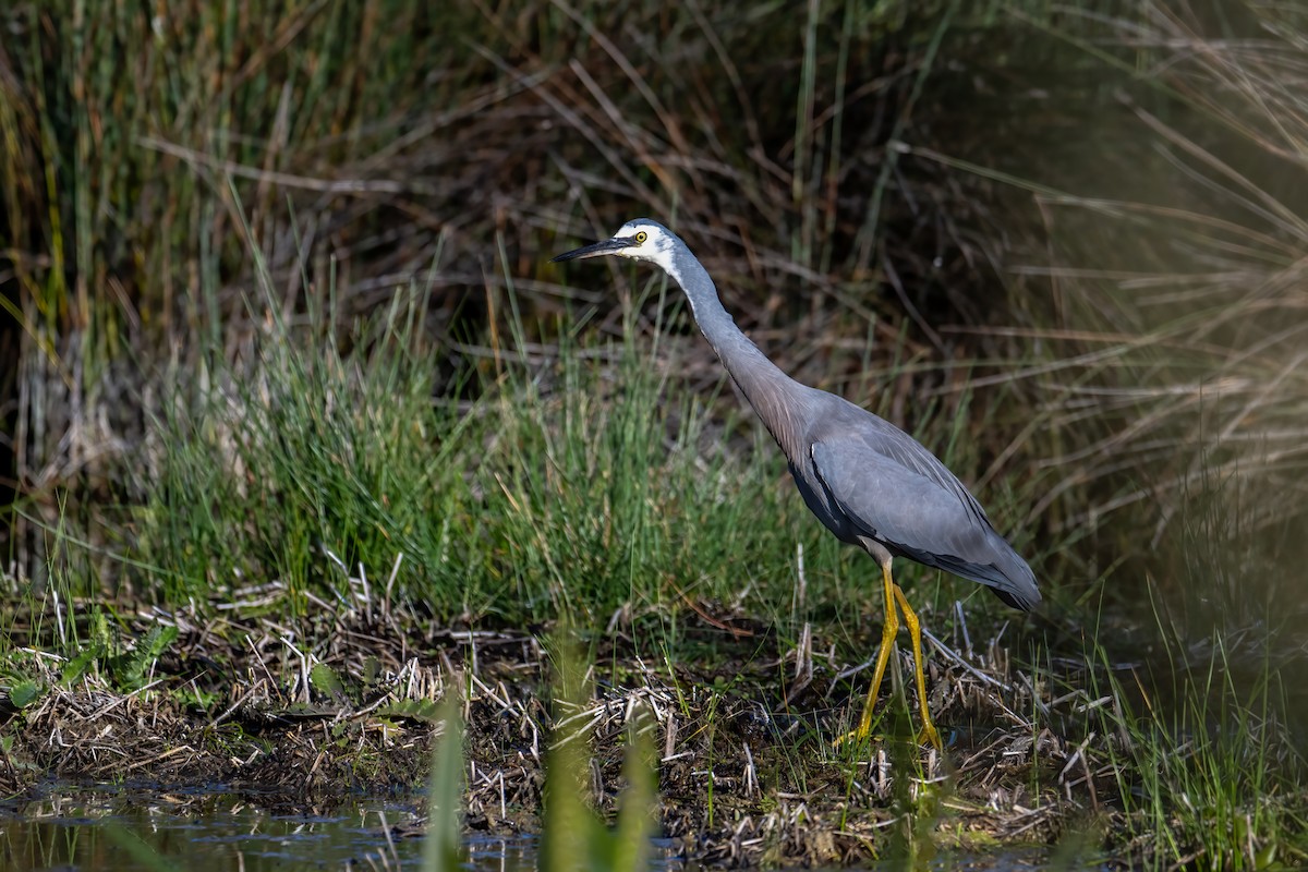 White-faced Heron - Mark Lethlean