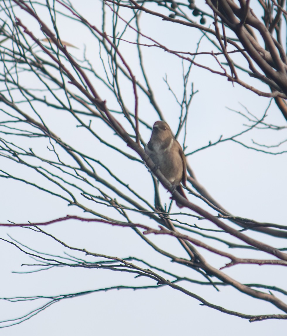 Crescent Honeyeater - Michelle Rickerby & Mike Watson