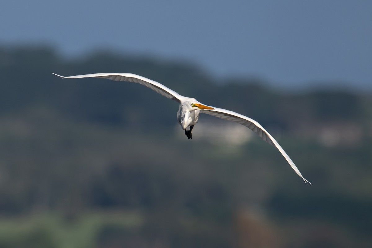 Great Egret - Mark Lethlean