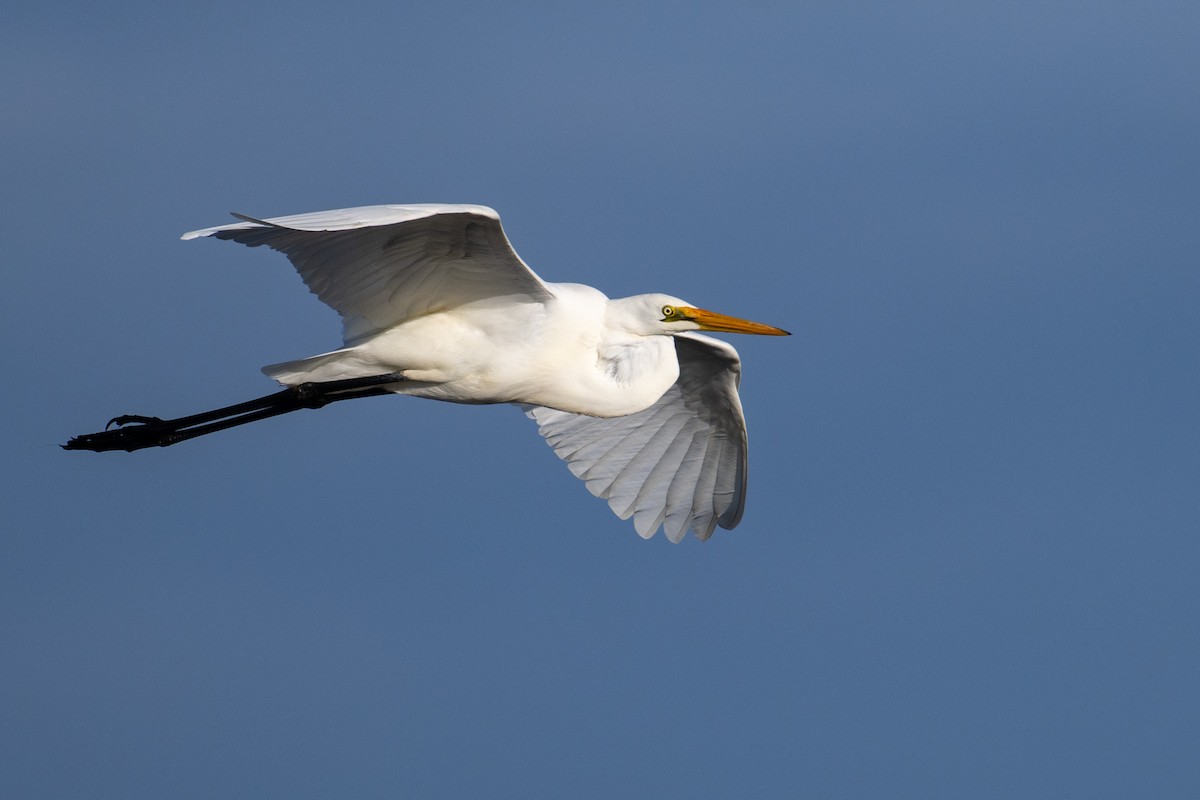 Great Egret - Mark Lethlean