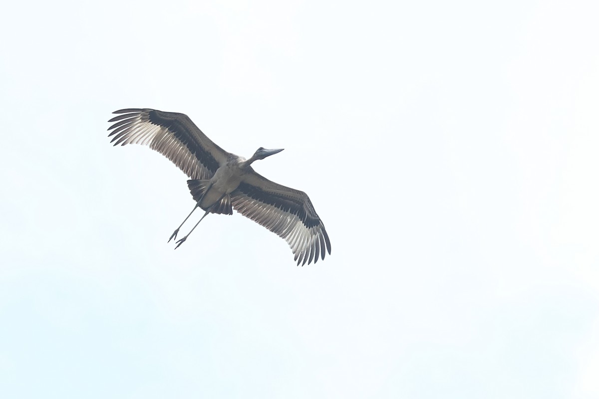Black-necked Stork - ML619118820