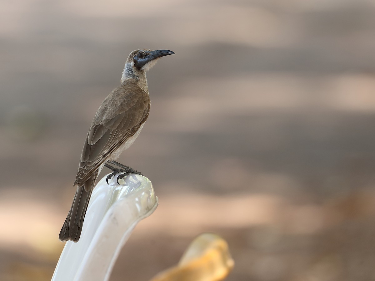 Little Friarbird - ML619118837