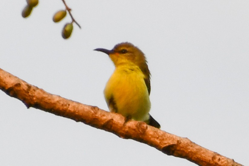 Purple Sunbird - Mohan Shenoy