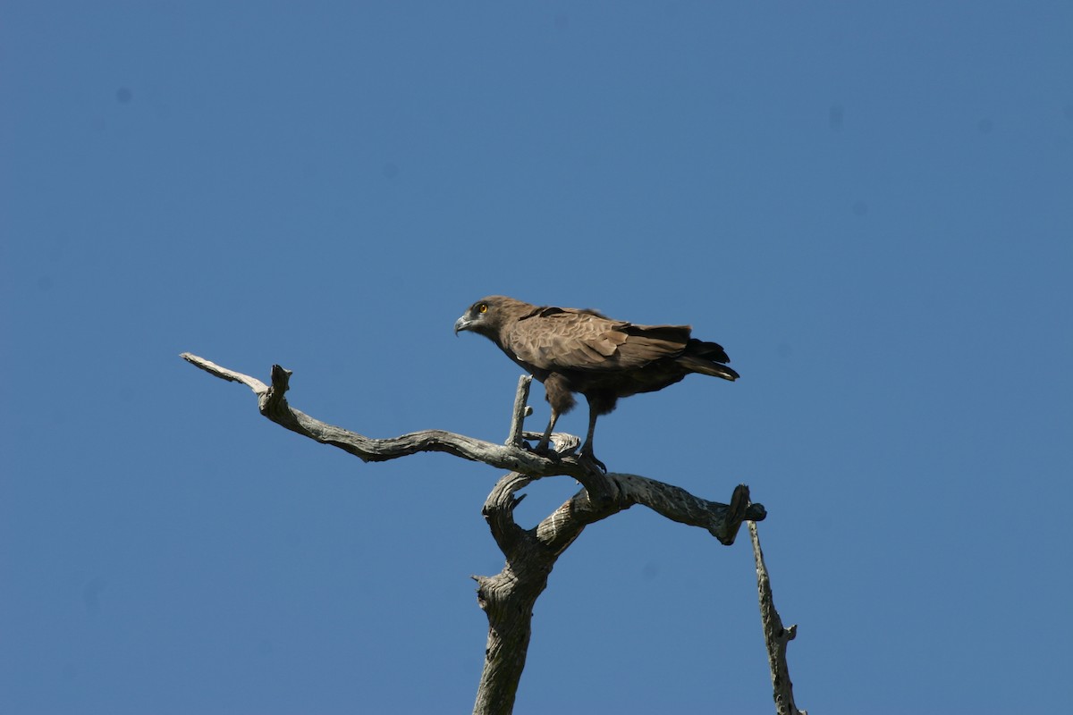 Brown Snake-Eagle - ML619118842