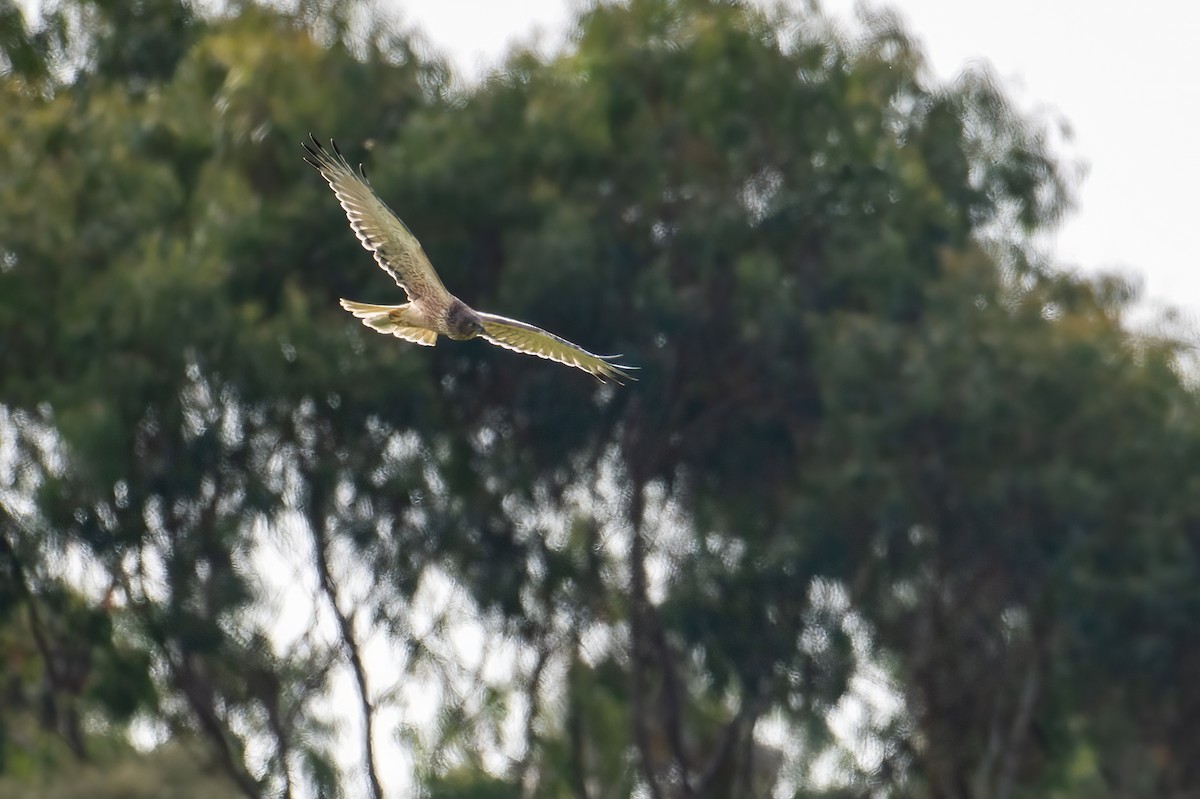 Swamp Harrier - Mark Lethlean