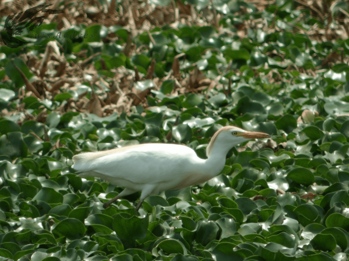 Western Cattle Egret - ML619118865