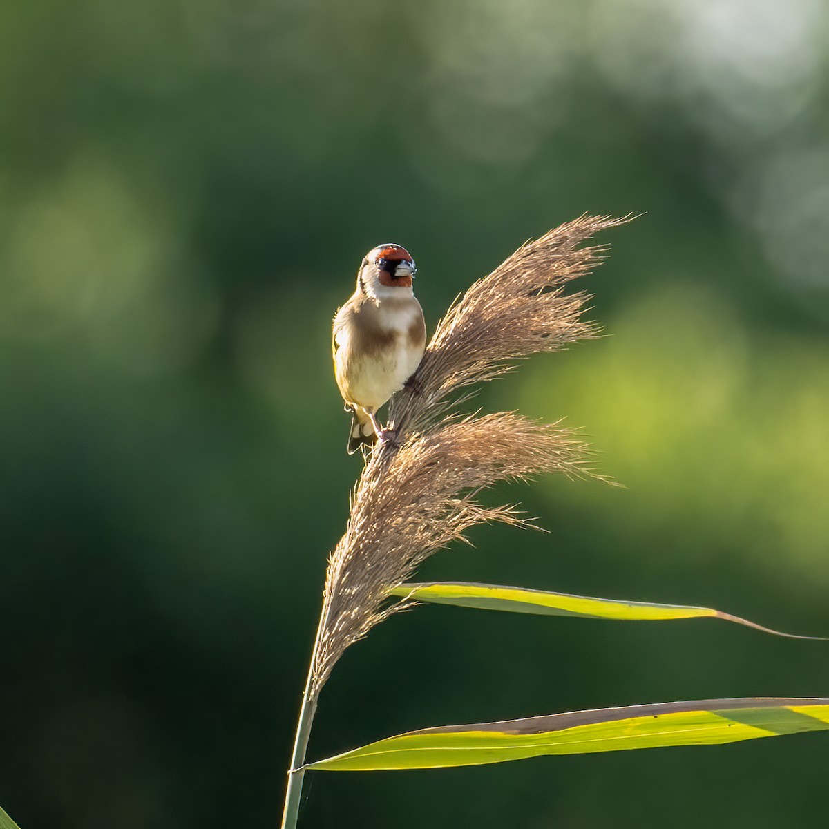 European Goldfinch - Mark Lethlean