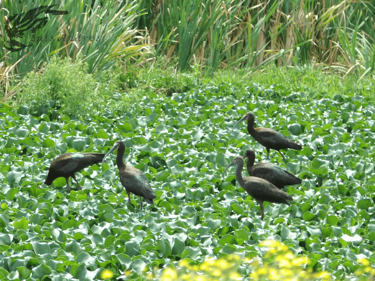 White-faced Ibis - Luis Cuevas Romero