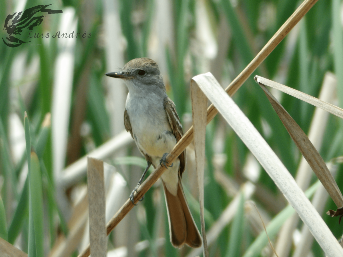 Ash-throated Flycatcher - Luis Cuevas Romero