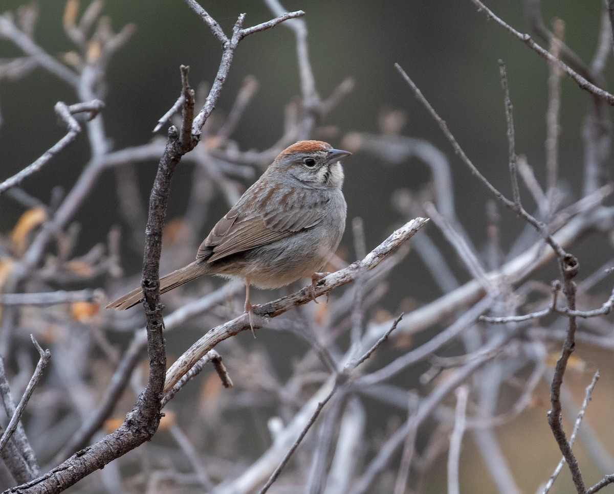 Rufous-crowned Sparrow - William Price