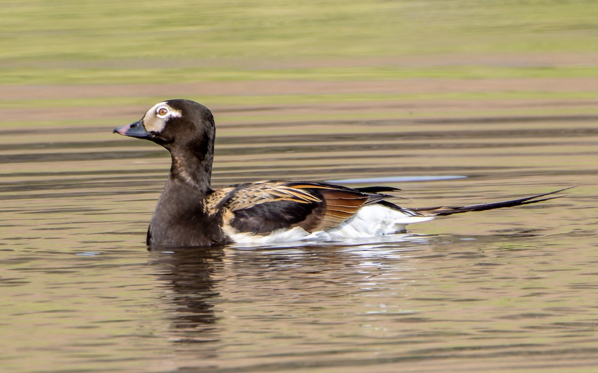 Long-tailed Duck - Eero Rasi