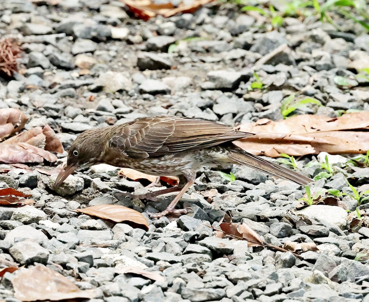 Pearly-eyed Thrasher - Maciej  Kotlarski