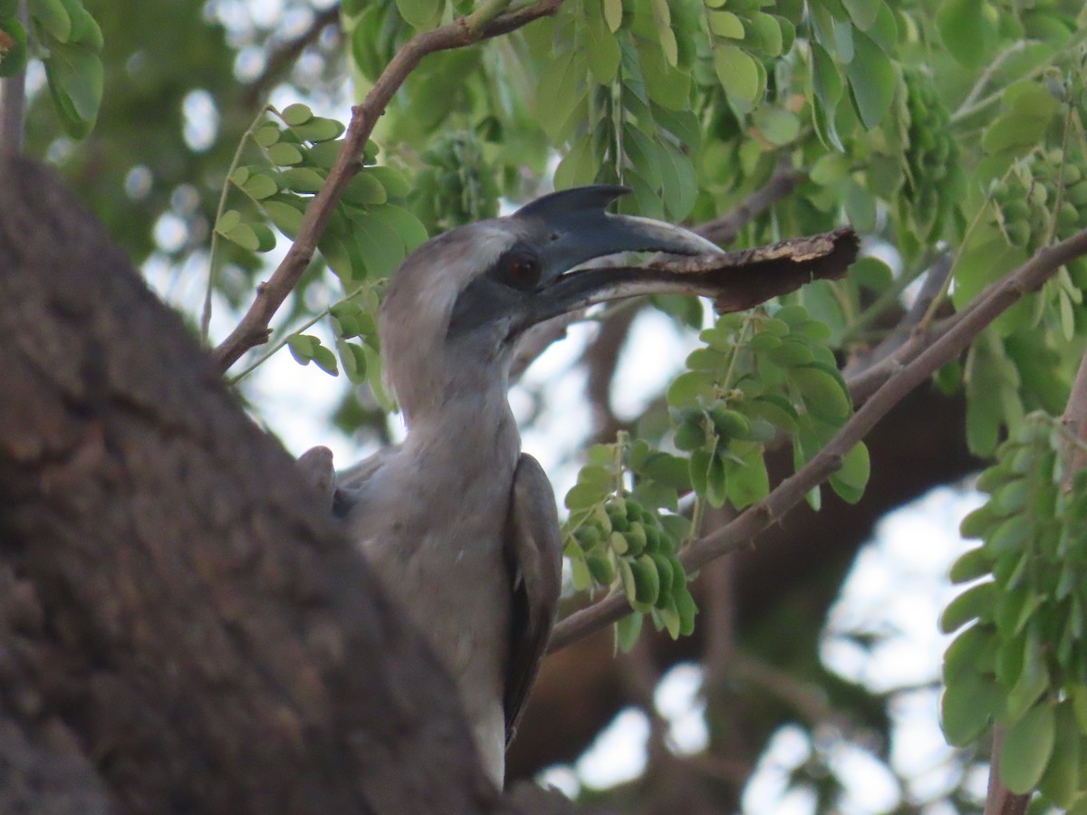 Indian Gray Hornbill - Shilpa Gadgil