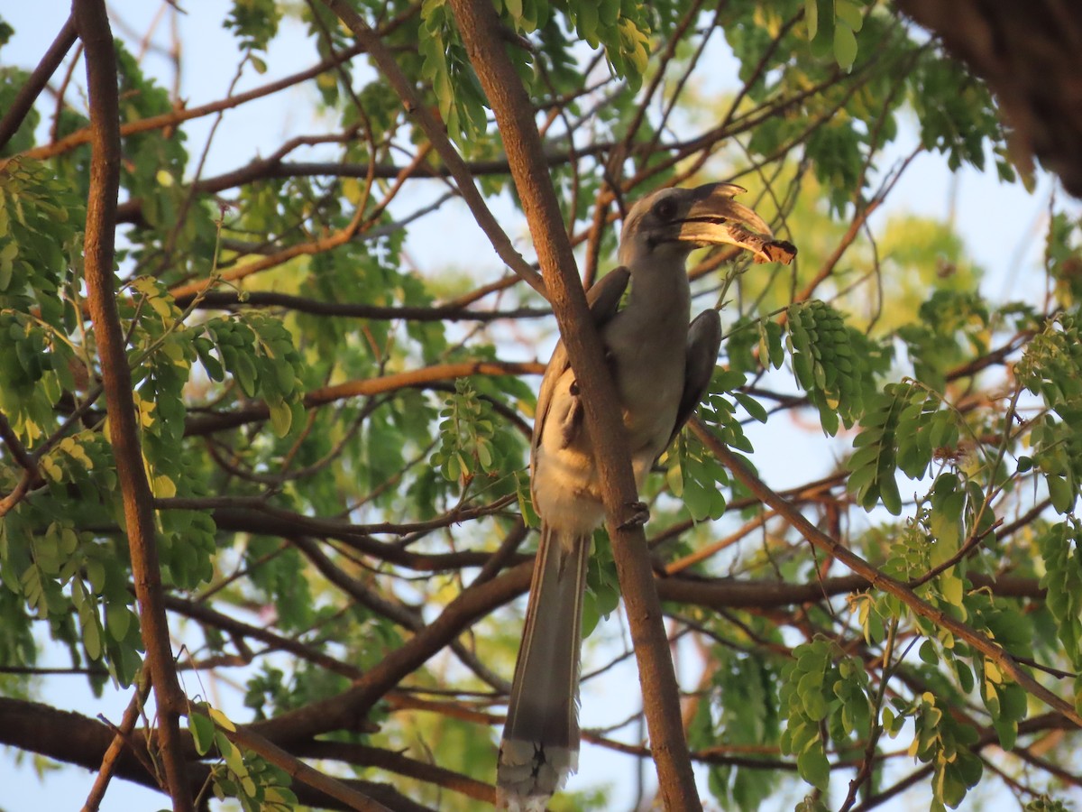 Indian Gray Hornbill - Shilpa Gadgil