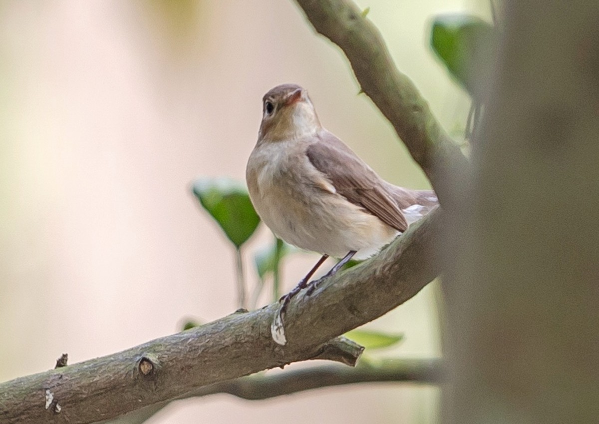 Red-breasted Flycatcher - 浙江 重要鸟讯汇整