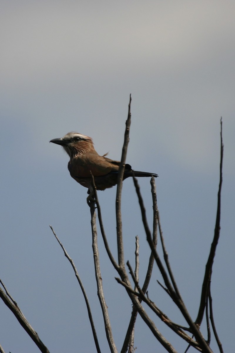 Rufous-crowned Roller - Roger Hurt