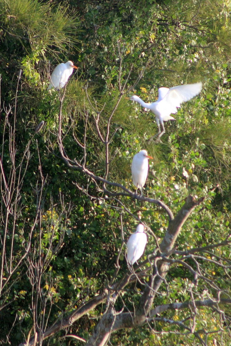 Eastern Cattle Egret - Steve  McIntosh