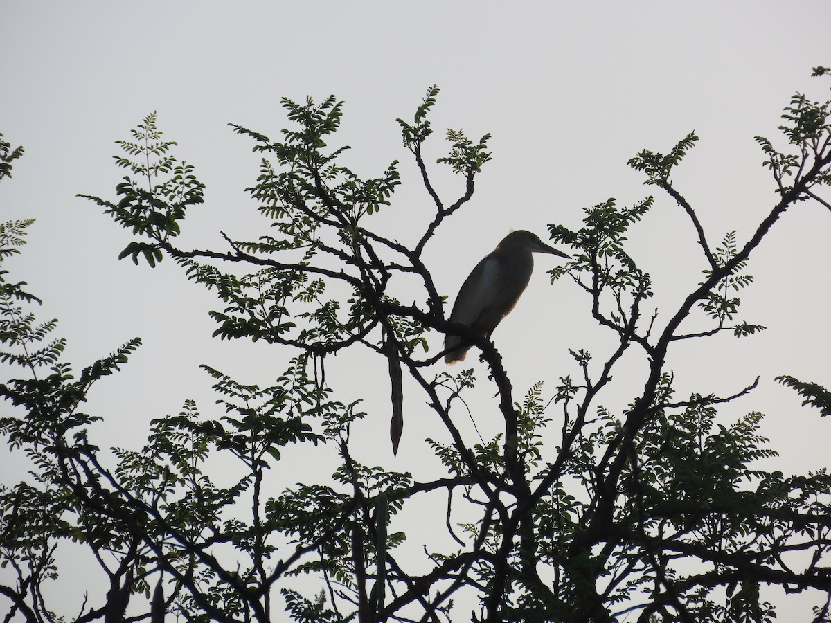 Indian Pond-Heron - Shilpa Gadgil