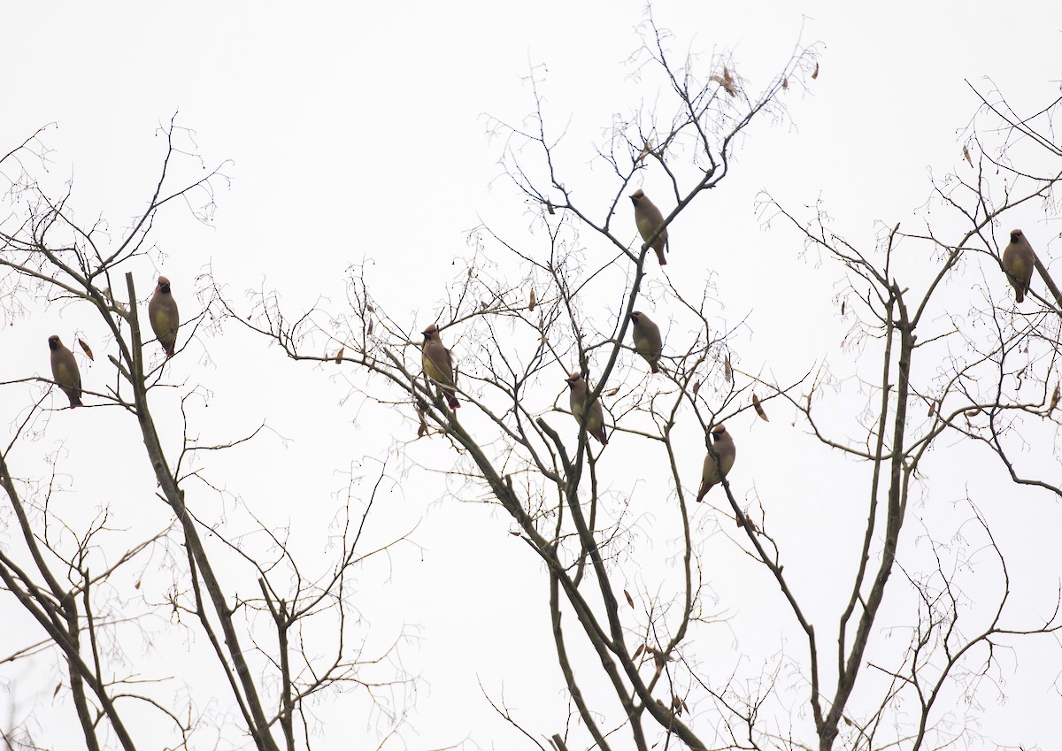 Japanese Waxwing - ML619118958