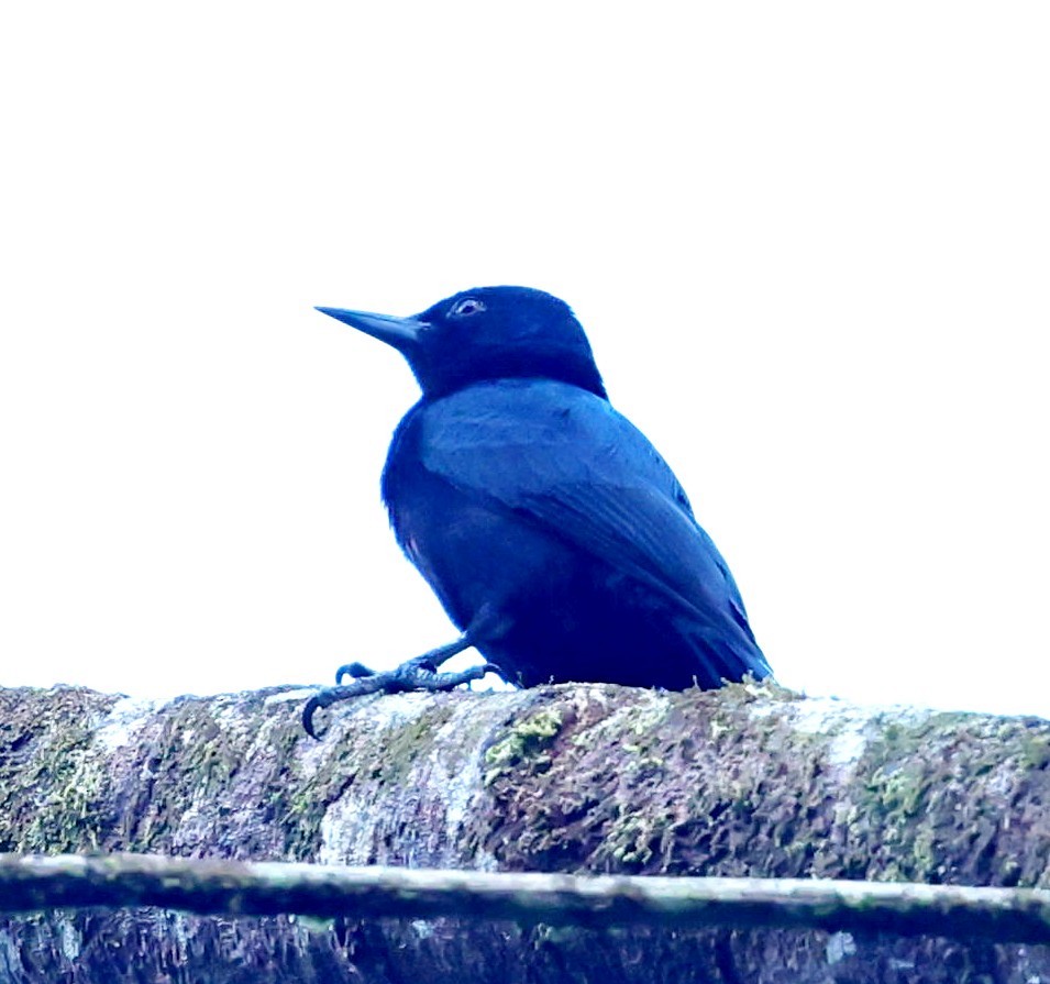 Guadeloupe Woodpecker - ML619118973