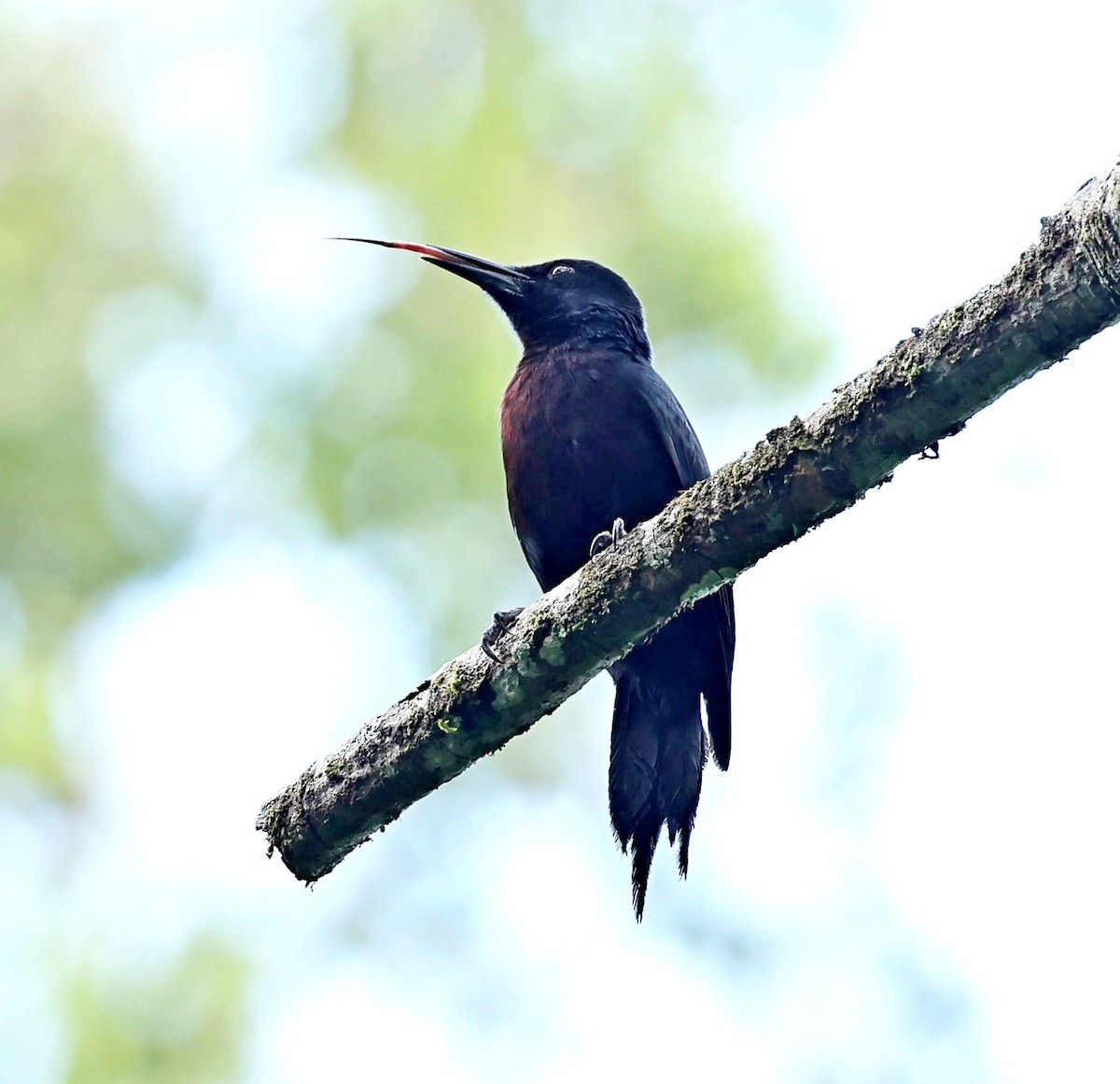 Guadeloupe Woodpecker - Maciej  Kotlarski
