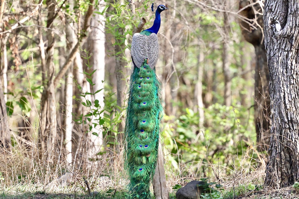 Indian Peafowl - Rahul Bhandari