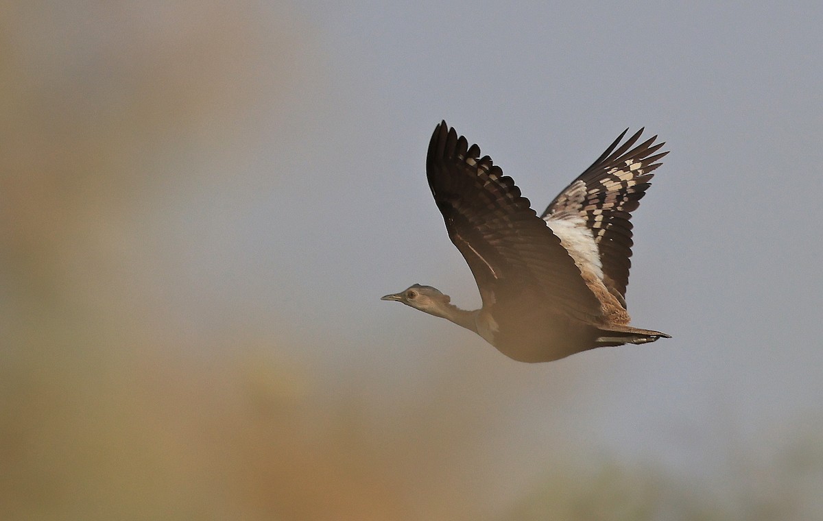 Savile's Bustard - Patrick MONNEY