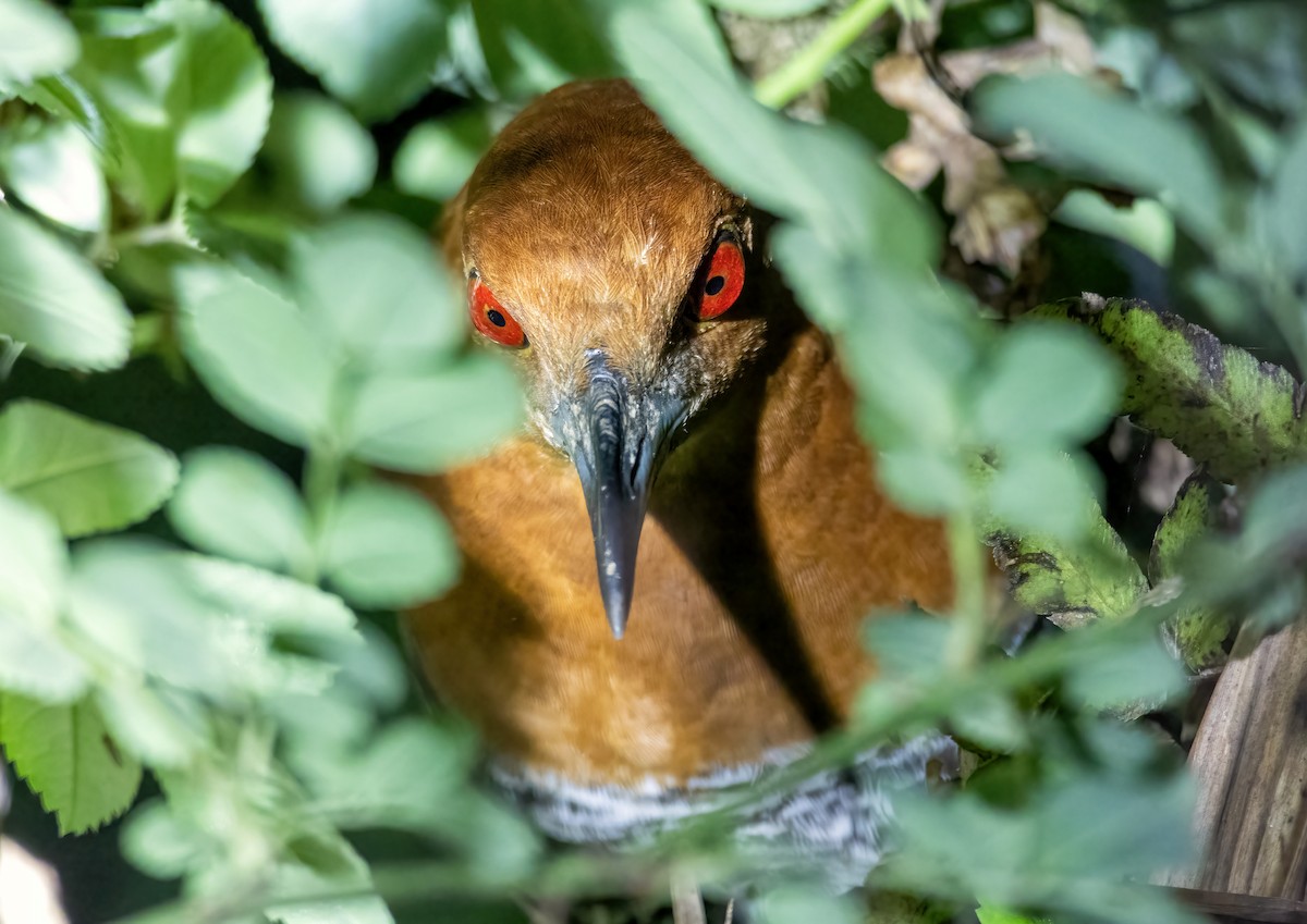 Slaty-legged Crake - ML619119034