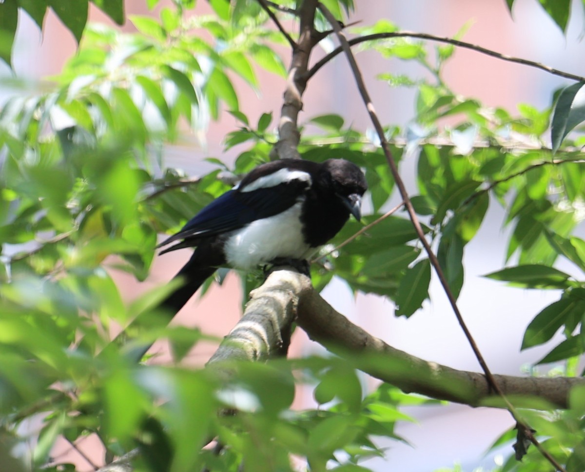 Oriental Magpie - Chengheng Hu