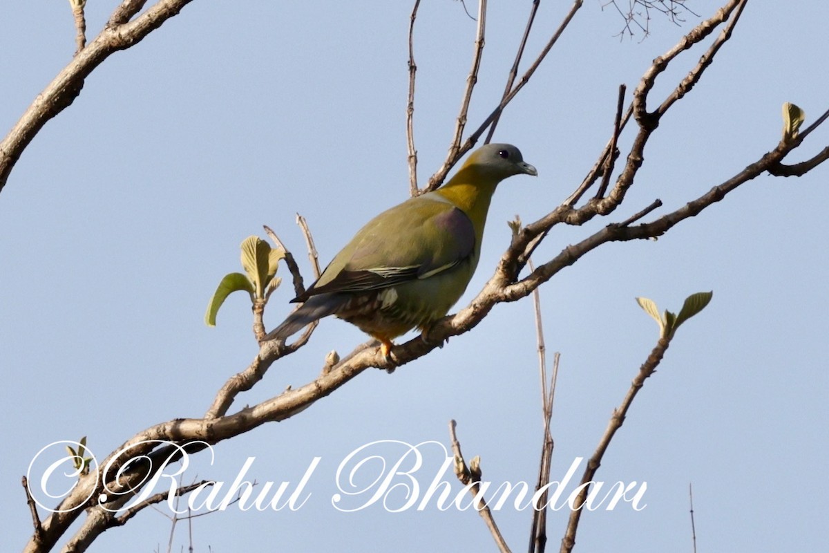 Yellow-footed Green-Pigeon - Rahul Bhandari
