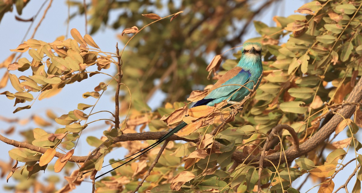 Abyssinian Roller - ML619119052