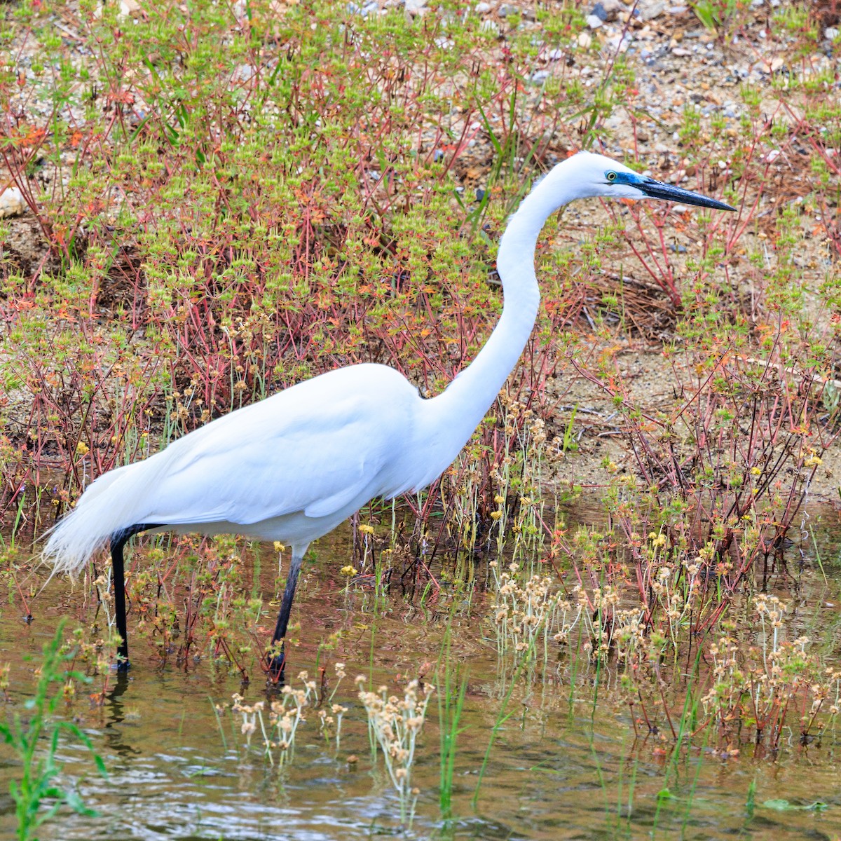 Great Egret - Masaharu Inada