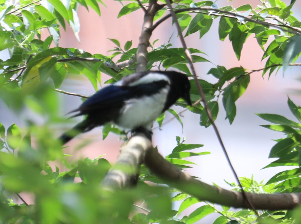 Oriental Magpie - Chengheng Hu