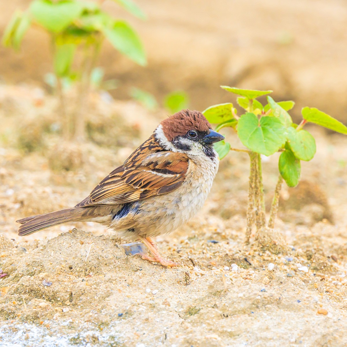 Eurasian Tree Sparrow - Masaharu Inada
