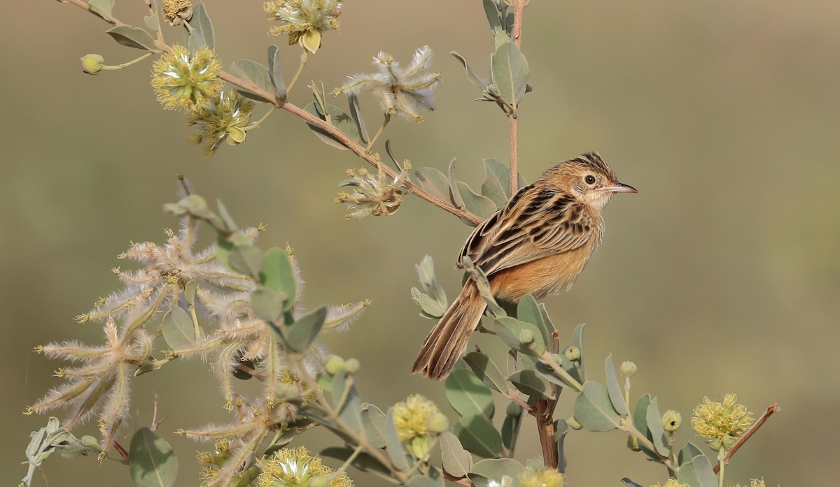 Zitting Cisticola - Patrick MONNEY