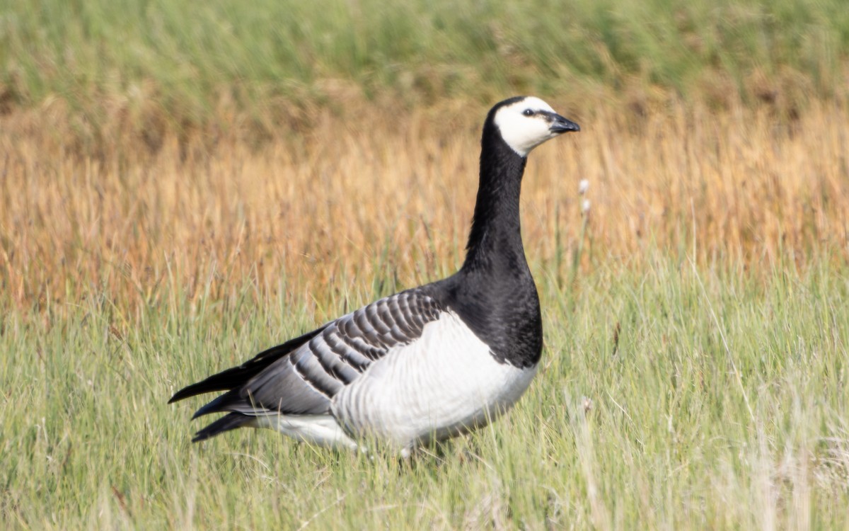 Barnacle Goose - Eero Rasi