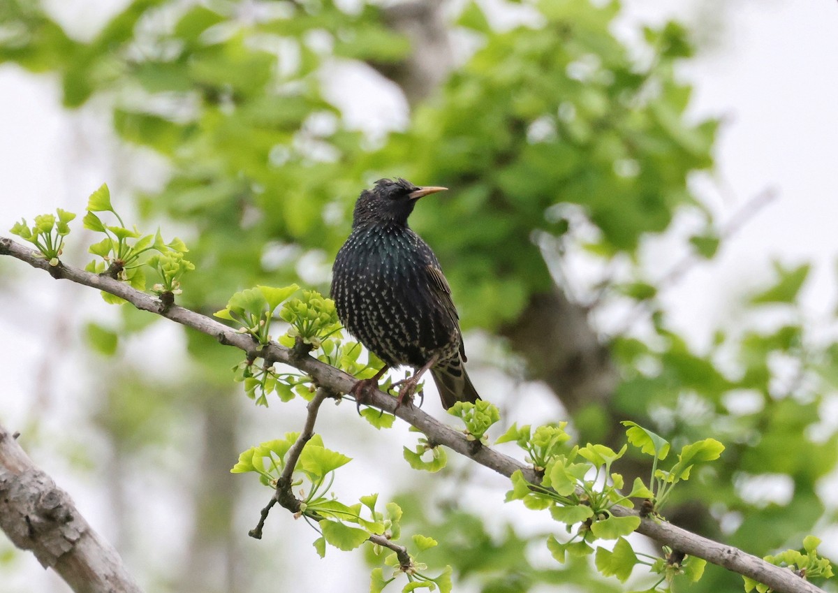 European Starling - ML619119084