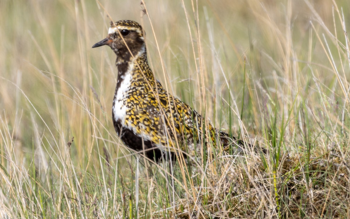 European Golden-Plover - Eero Rasi