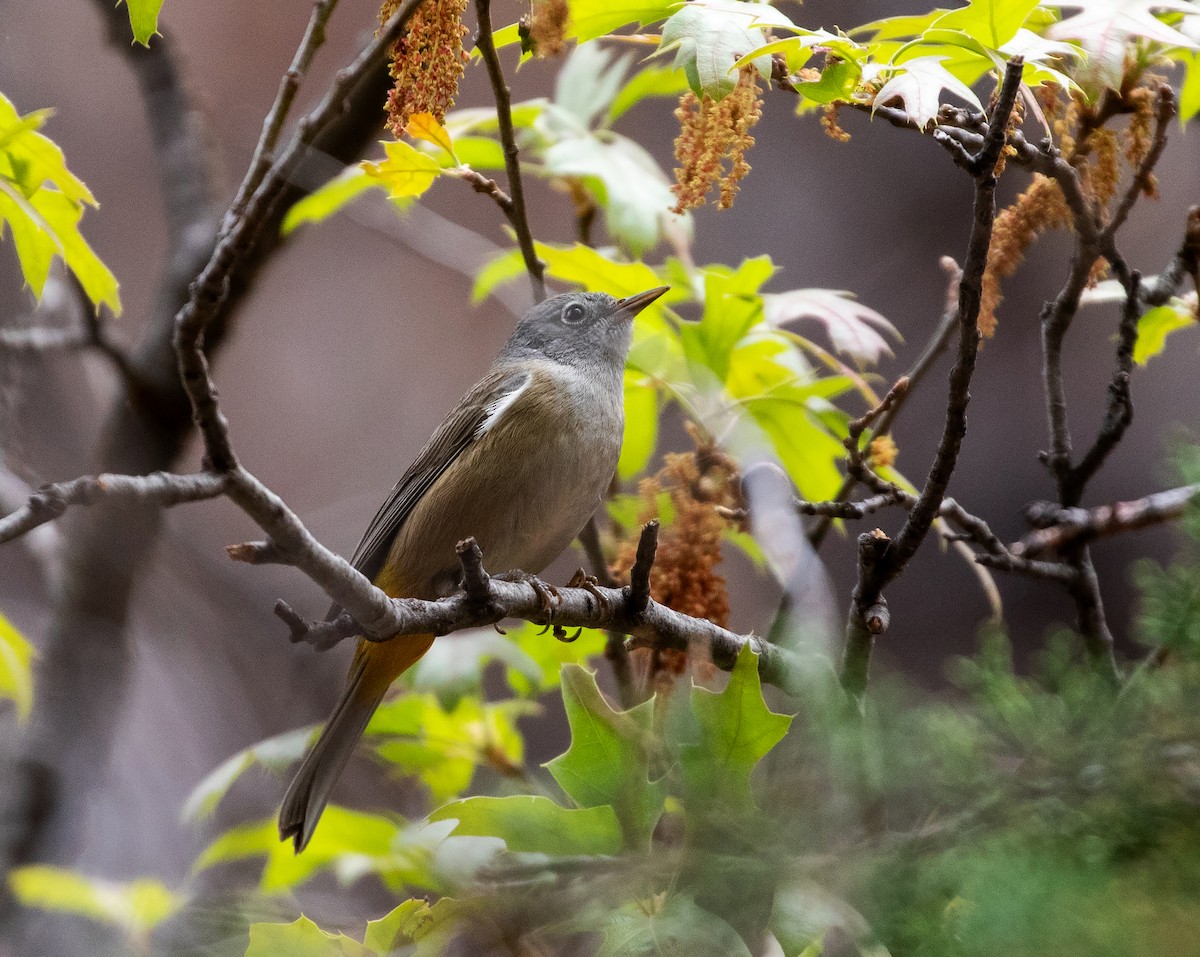 Colima Warbler - William Price