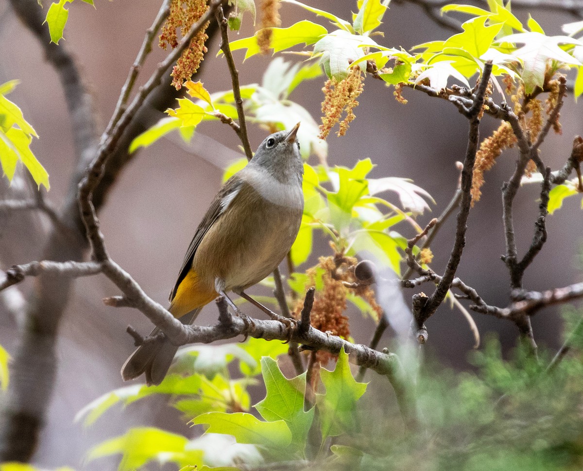 Colima Warbler - ML619119116