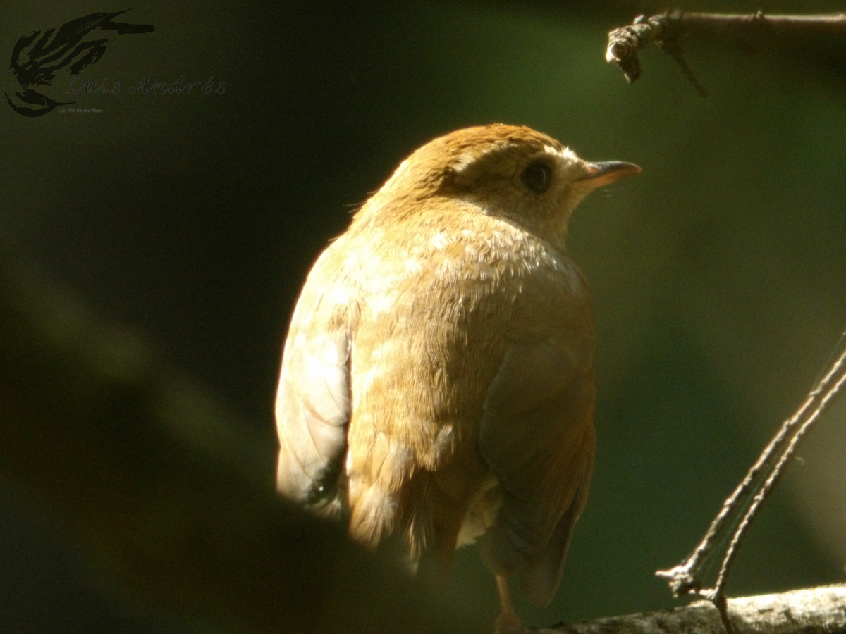 Russet Nightingale-Thrush - Luis Cuevas Romero