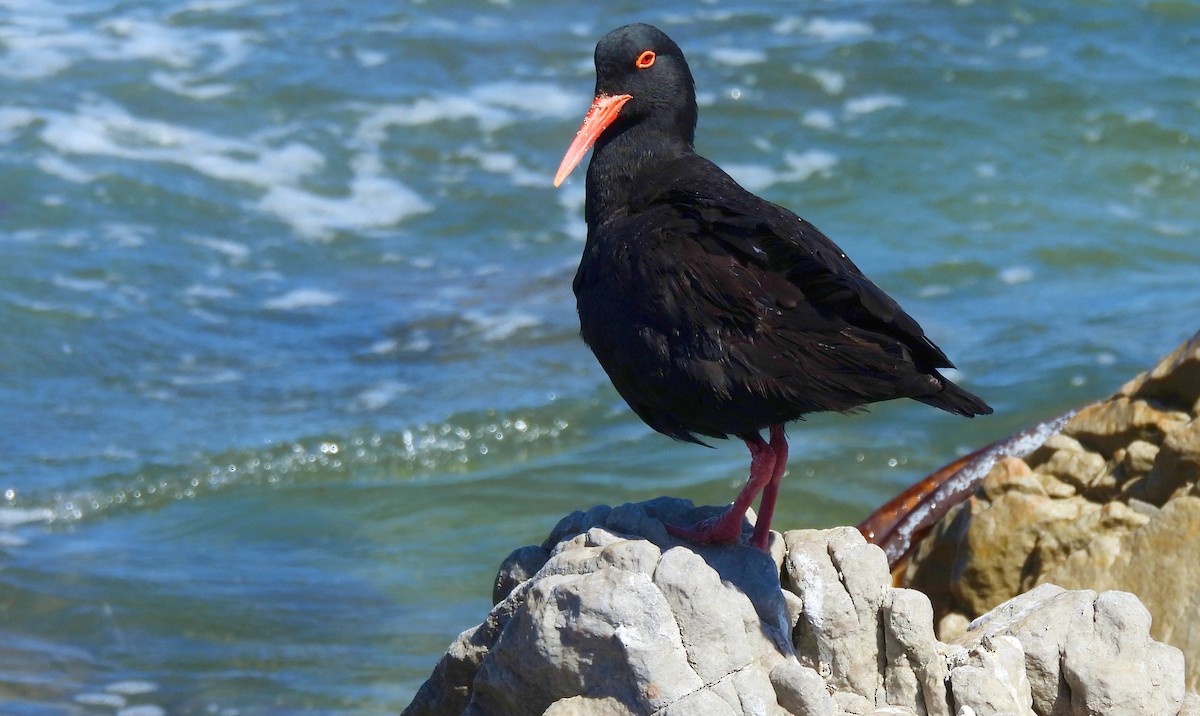 African Oystercatcher - Hubert Söhner