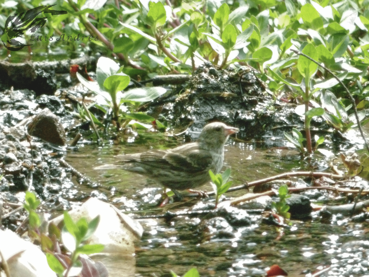 Pine Siskin - Luis Cuevas Romero