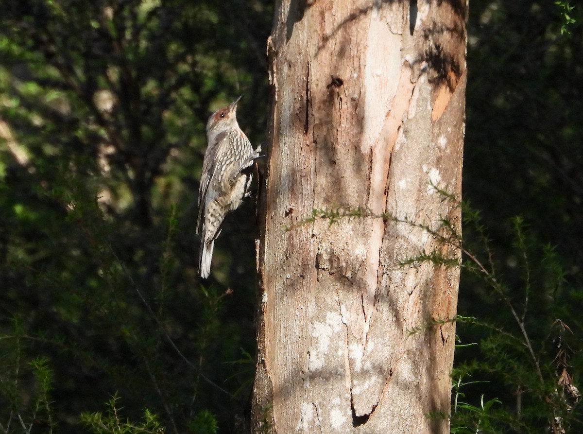 Red-browed Treecreeper - ML619119170