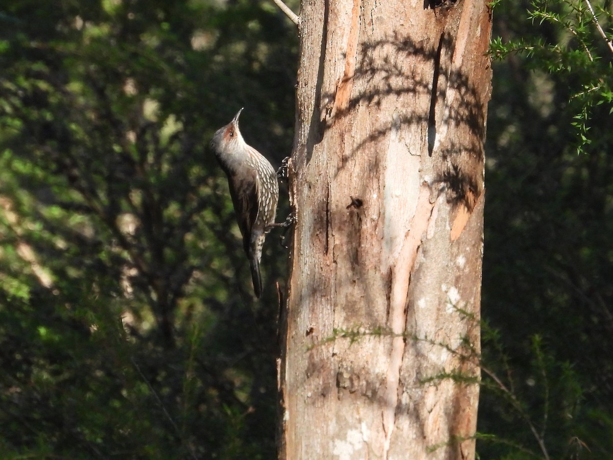 Red-browed Treecreeper - Joanne Thompson